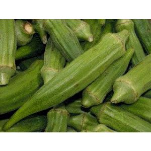 OKRA - MEXICO