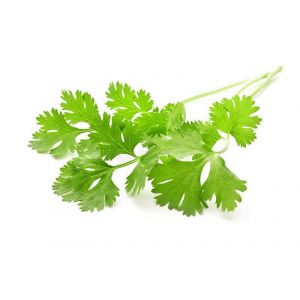 CORIANDER - EGYPT
