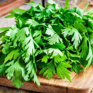 CORIANDER